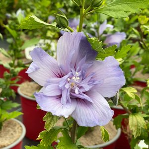 Ibištek sýrsky (Hibiscus syriacus) ´BLUE CHIFFON´® 20-40 cm, kont. C2L